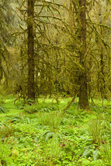 Fototapeta premium Hoh Rain Forest, Hall of Mosses, Olympic National Park