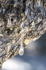 Chios Adası; sakız ağacı