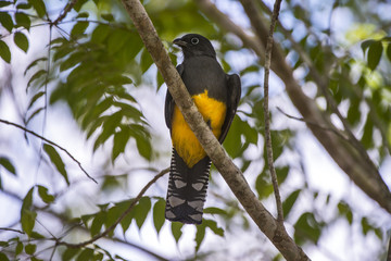 Surucuá-grande-de-barriga-amarela fêmea (Trogon viridis) | White-tailed Trogon female photographed in the Farm Cupido & Refugio in Linhares, Espírito Santo, Southeast of Brazil. Atlantic Forest Biome.