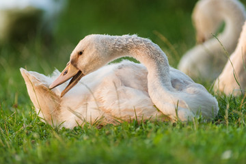 Portrait of swan at sunset