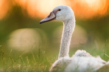 Portrait of swan at sunset