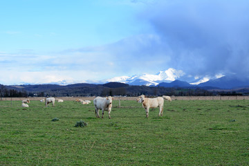 Fototapeta na wymiar Young bulls in the field, Southern France.