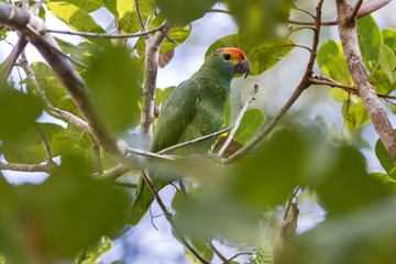 Chauá (Amazona rhodocorytha) | Red-browed Parrot photographed in the Farm Cupido & Refugio in Linhares, Espírito Santo, Southeast of Brazil. Atlantic Forest Biome.