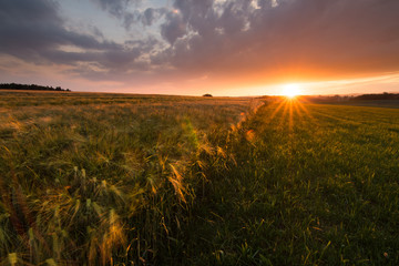 Kornfeld in der Landschaft bei Sonnenuntergang