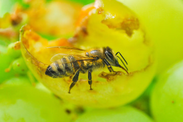 Honey bee feeding on grape. Honey bee eats grape in vineyard