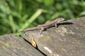 Podarcis Wall Pictures on the side of the jetty
