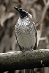 noisy frair bird