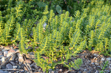 Sea purslane on a stony beach.