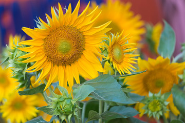 Fototapeta premium sunflowers