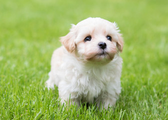 Havanese dog puppy