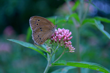 Beautiful butterfly on a pink flower