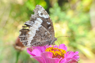 Fototapeta premium The Great Banded Grayling butterfly on Flower. Butterfly collect nectar in garden
