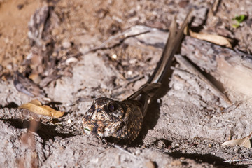 Bacurau-tesoura (Hydropsalis torquata) | Scissor-tailed Nightjar photographed in the Farm Cupido & Refugio in Linhares, Espírito Santo, Southeast of Brazil. Atlantic Forest Biome.