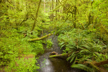 Hoh Rain Forest, Hall of Mosses, Olympic National Park