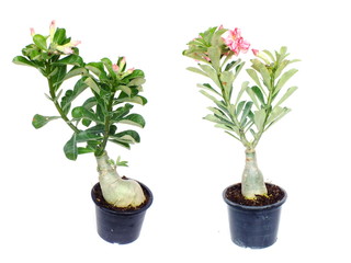 tropical flower pink adenium desert rose on isolated white background