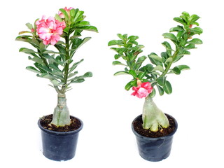 tropical flower pink adenium desert rose on isolated white background