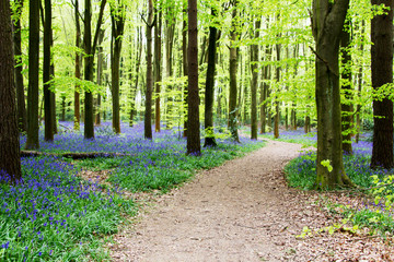 Bluebells growing on an english woodland floor