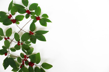 Red berries on a green branch isolated on white