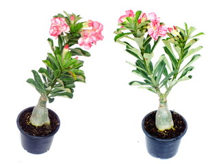 tropical flower pink adenium desert rose on isolated white background