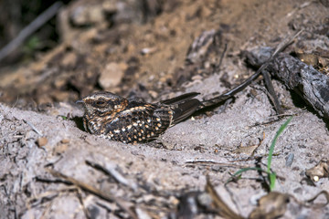 Bacurau-tesoura (Hydropsalis torquata) | Scissor-tailed Nightjar photographed in the Farm Cupido & Refugio in Linhares, Espírito Santo, Southeast of Brazil. Atlantic Forest Biome.