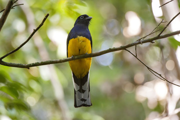 Surucuá-grande-de-barriga-amarela fêmea (Trogon viridis) | White-tailed Trogon female photographed in the Farm Cupido & Refugio in Linhares, Espírito Santo, Southeast of Brazil. Atlantic Forest Biome.