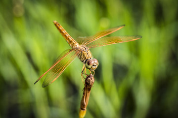 Macro shot of real dragonfly outdoors