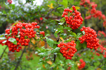 Red Rowan berries on a green branch as a background