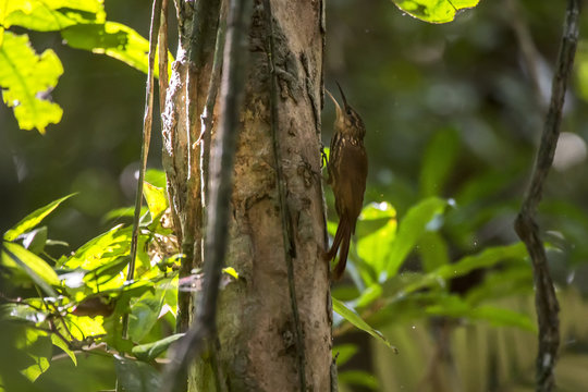 Arapaçu-rajado (Xiphorhynchus fuscus) | Lesser Woodcreeper photographed in the Farm Cupido & Refugio in Linhares, Espírito Santo, Southeast of Brazil. Atlantic Forest Biome.