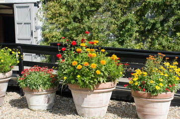 Fototapeta na wymiar Orange and red flowers in terracotta pots
