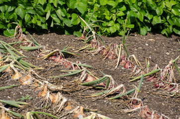 Rows of Onions in ground