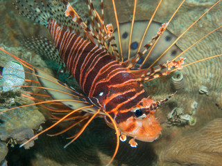 lionfish on the coral
