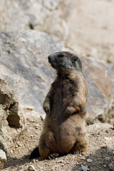alpine marmot (Marmota marmota latirostris) on the rock