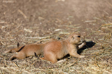 Black-tailed prairie dogs (Cynomys ludovicianus)