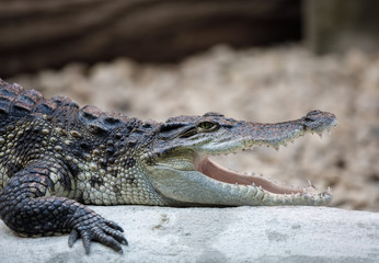 Fototapeta premium Portrait of a Nile Crocodile