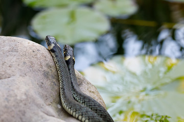 grass snake (Natrix natrix) close up