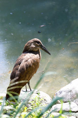 bird Hamerkop (Scopus umbretta)