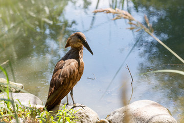 bird Hamerkop (Scopus umbretta)