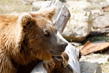 Himalayan brown bear (Ursus arctos isabellinus)