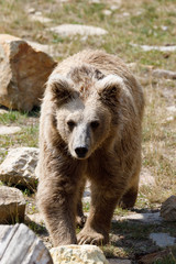 Himalayan brown bear (Ursus arctos isabellinus)