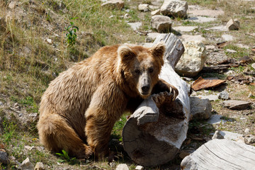 Himalayan brown bear (Ursus arctos isabellinus)