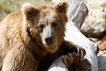 Himalayan brown bear (Ursus arctos isabellinus)
