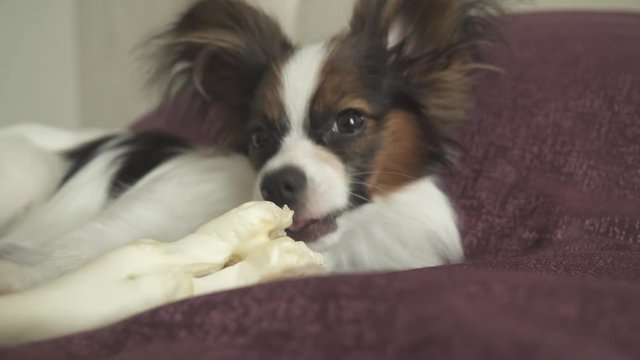 Papillon Continental Toy Spaniel puppy gnaws dried leg of mutton stock footage video