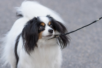 Papillon Dog close-up