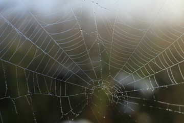 web in the morning mist