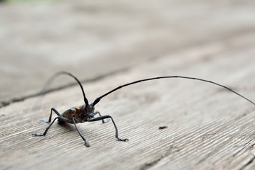 beetle strigun