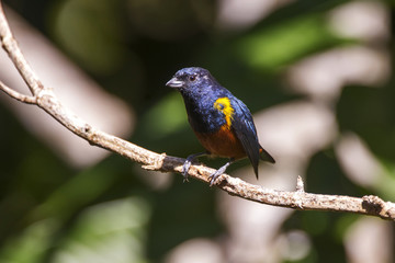 Ferro-velho Macho (Euphonia pectoralis) | Male Chestnut-bellied Euphonia photographed in Domingos Martins, Espírito Santo - Southeast of Brazil. Atlantic Forest Biome.