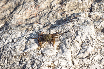 Krabbe (Strandkrabbe)