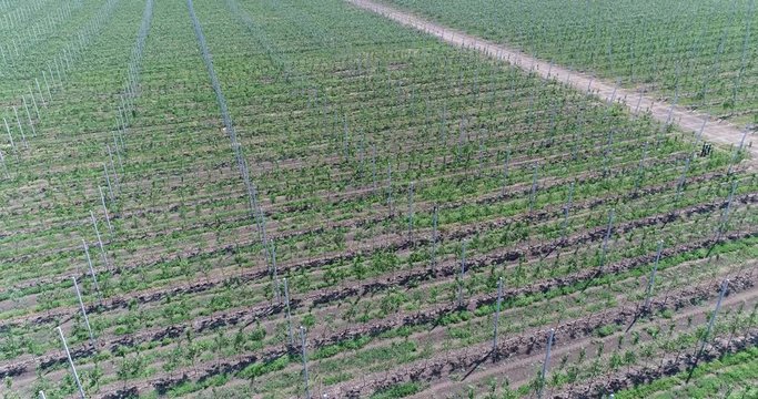 A view of the seedlings of trees from the air, flying over tree seedlings, a garden center, a young apple garden on the field, Rows of tree saplings in the Young apple garden, 4k, aerial