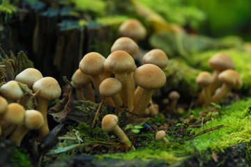 Group of Honey agaric growing on stump with green moss. Close up. Blurry background.