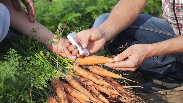Man and woman farmers using a portable digital device make carrot harvest analysis on nitrate and radiation content. Closeup shot